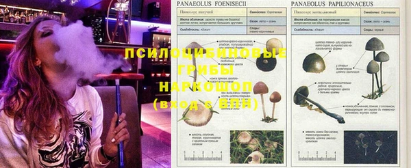 стаф Абинск